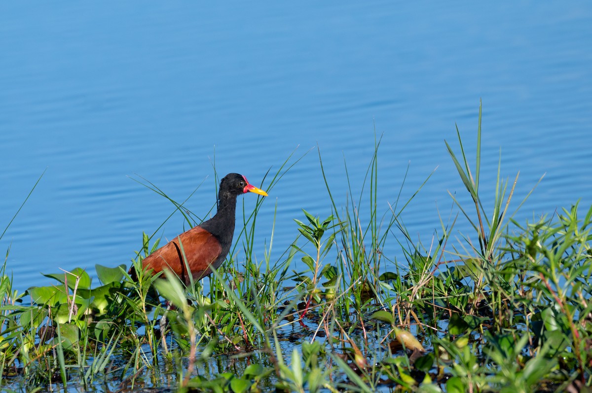 Wattled Jacana - ML645668249