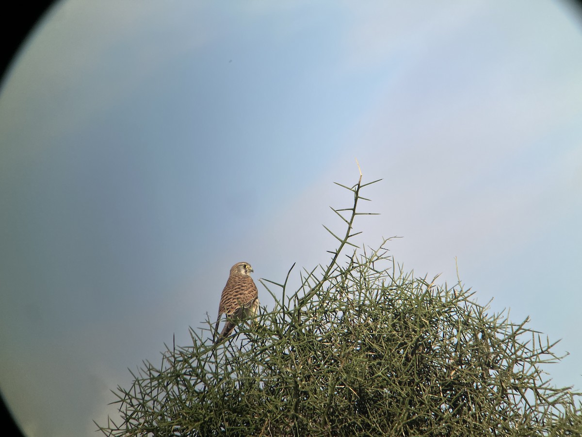 tårnfalk - ML645668257