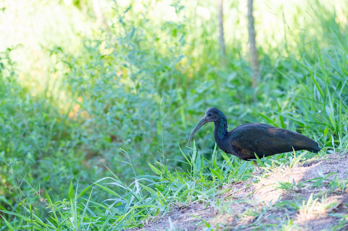 Green Ibis - ML645668258
