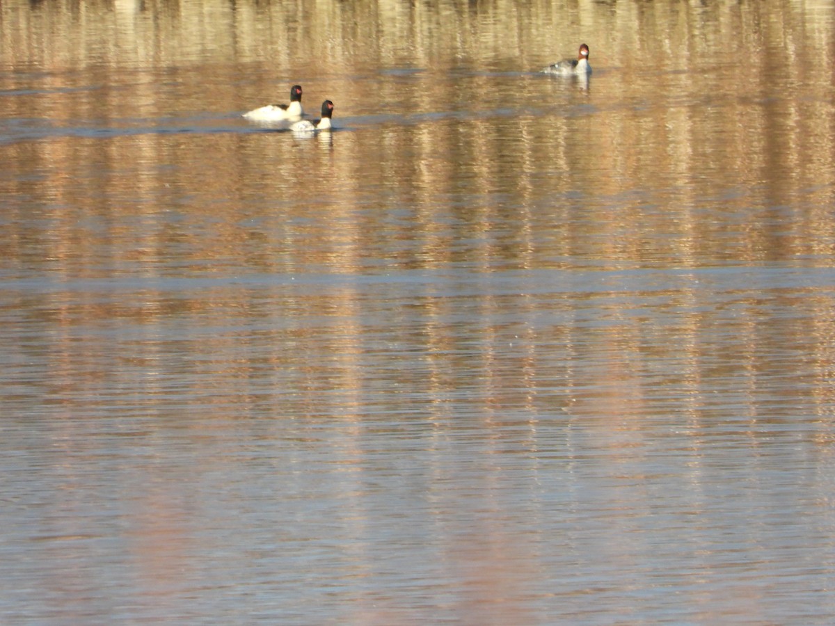 laksand - ML645668261