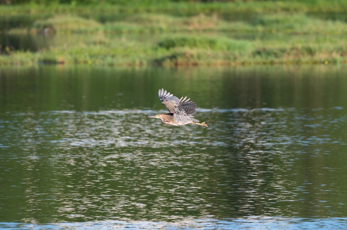 rusttigerhegre - ML645668262