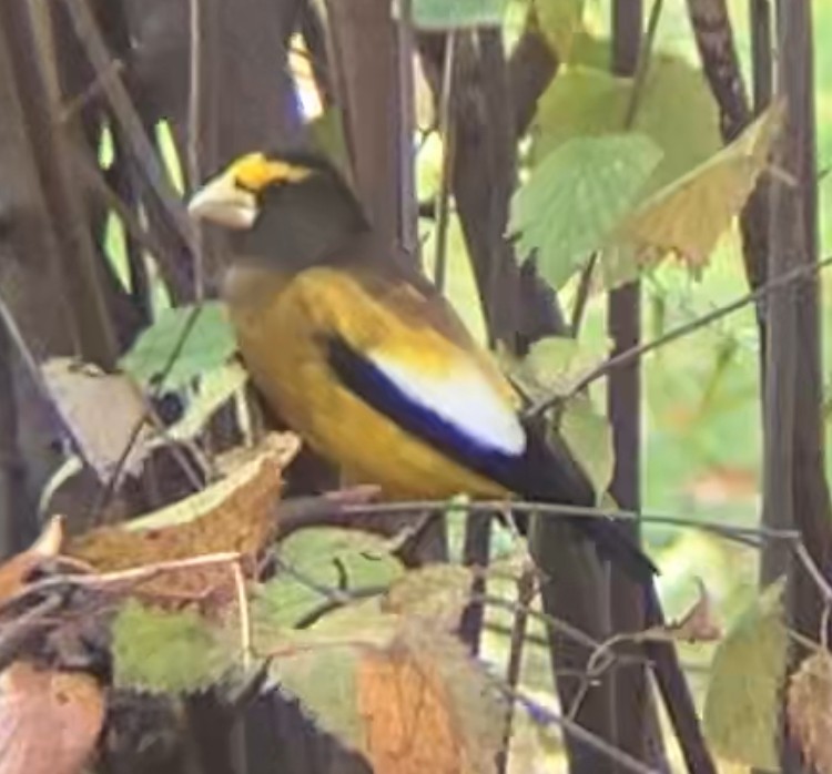 Evening Grosbeak - ML645668265