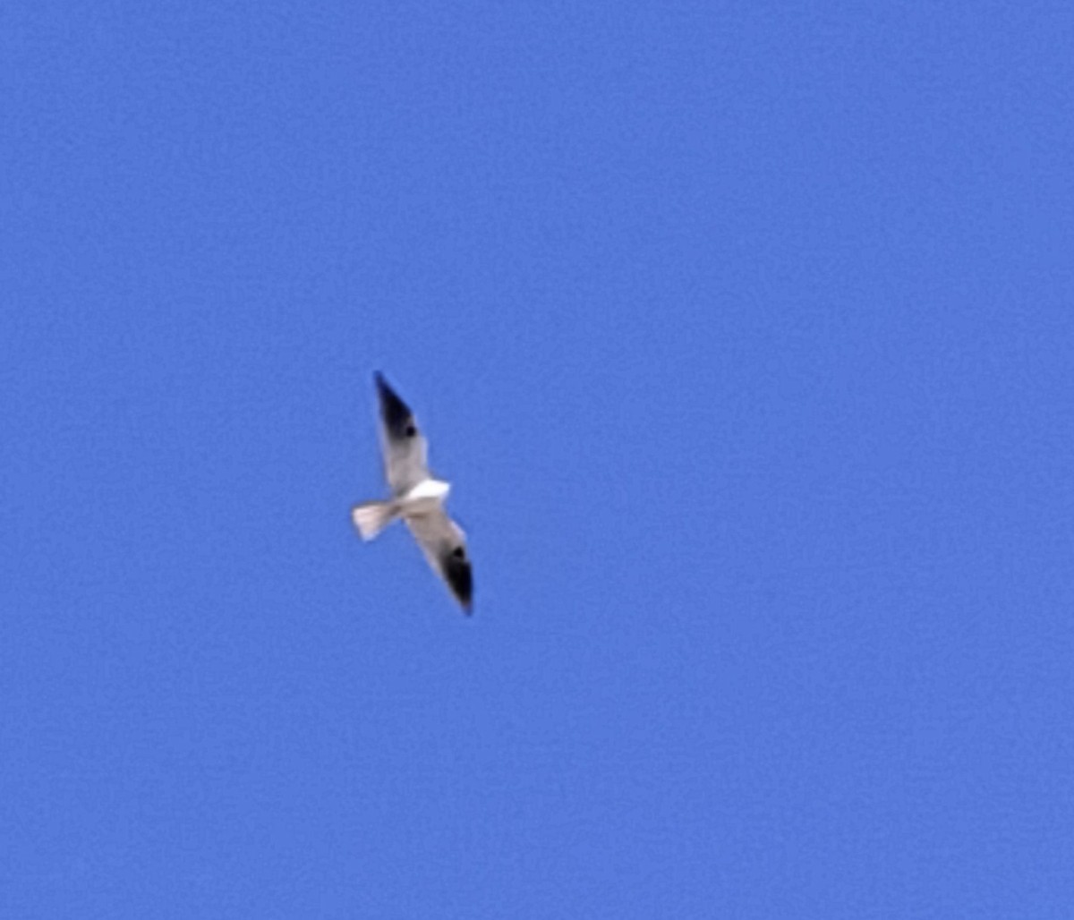 hvitstjertglente - ML645668266