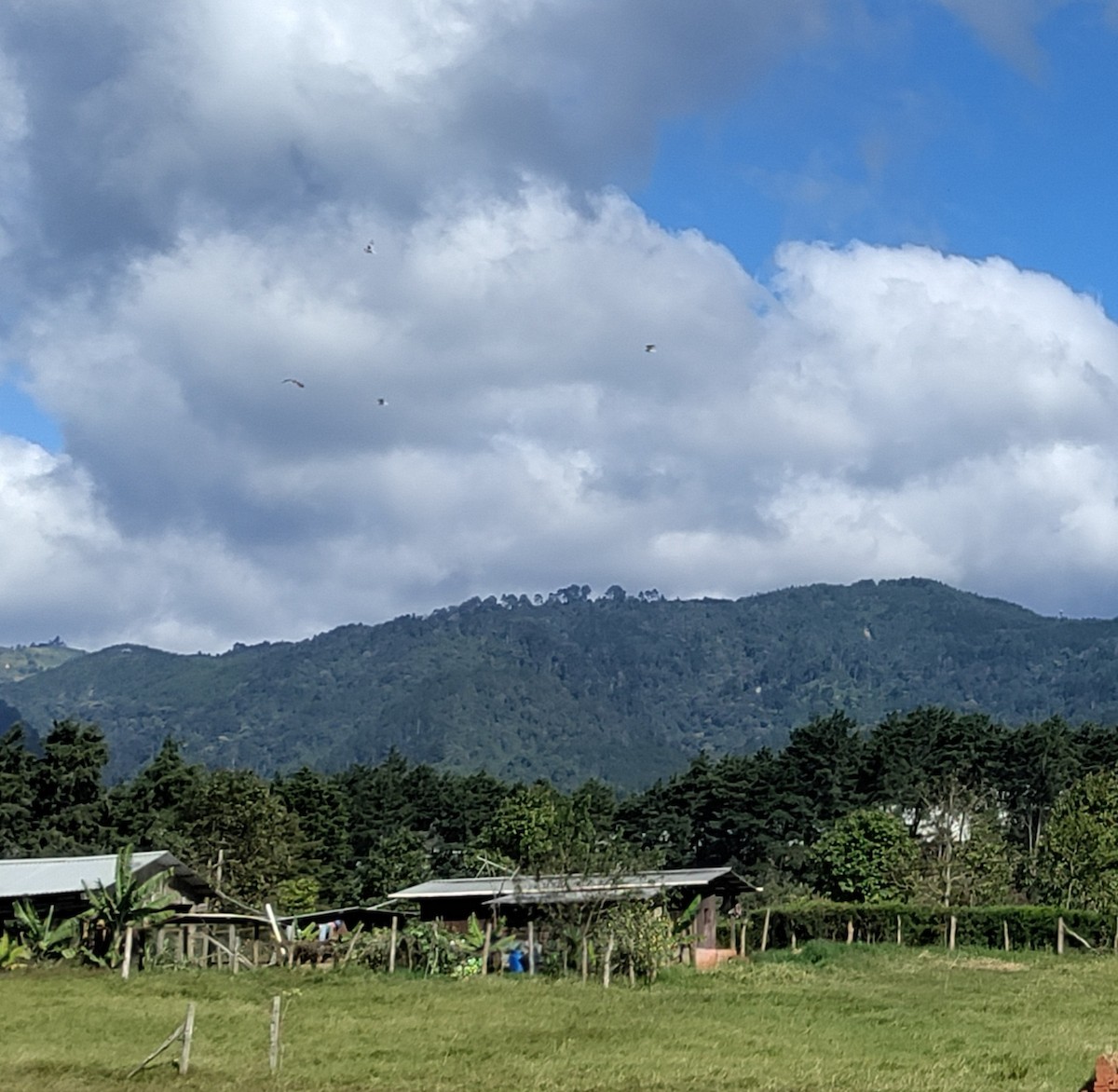 hvitstjertglente - ML645668267