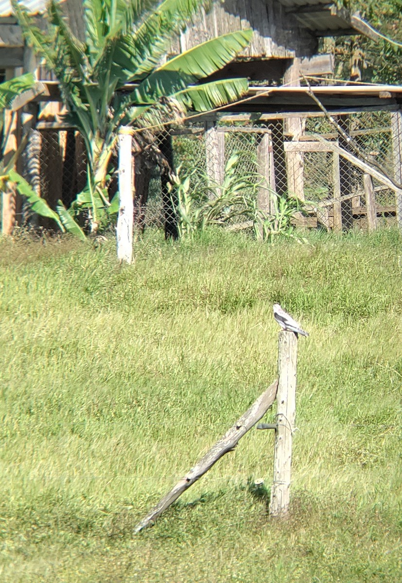 hvitstjertglente - ML645668268