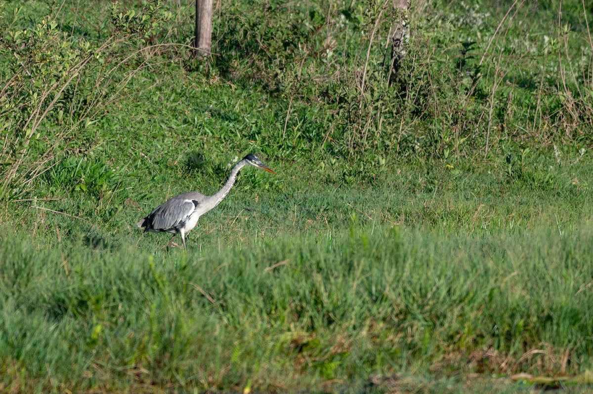 cocoihegre - ML645668269