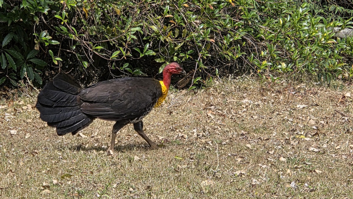 klaveovnhøne - ML645668270