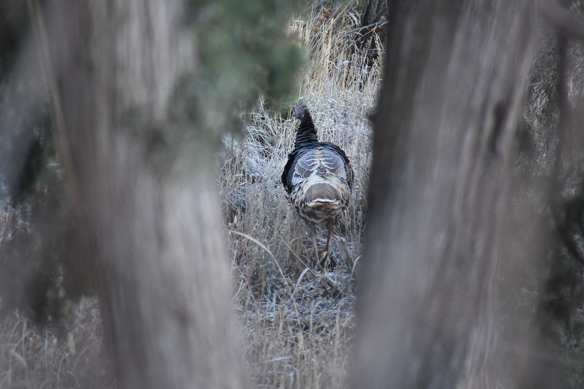 kalkun - ML645668271