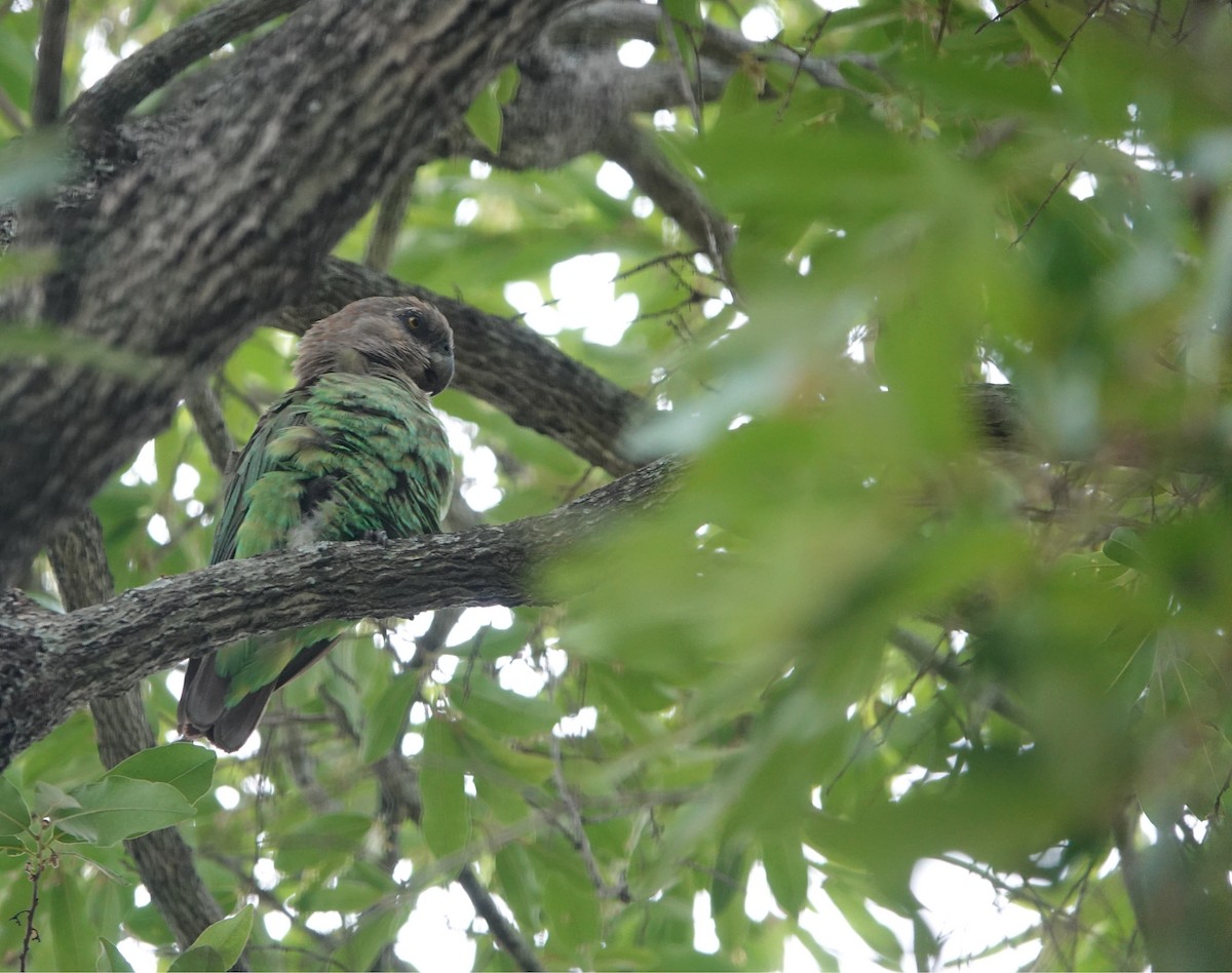 brunhodepapegøye - ML645668272