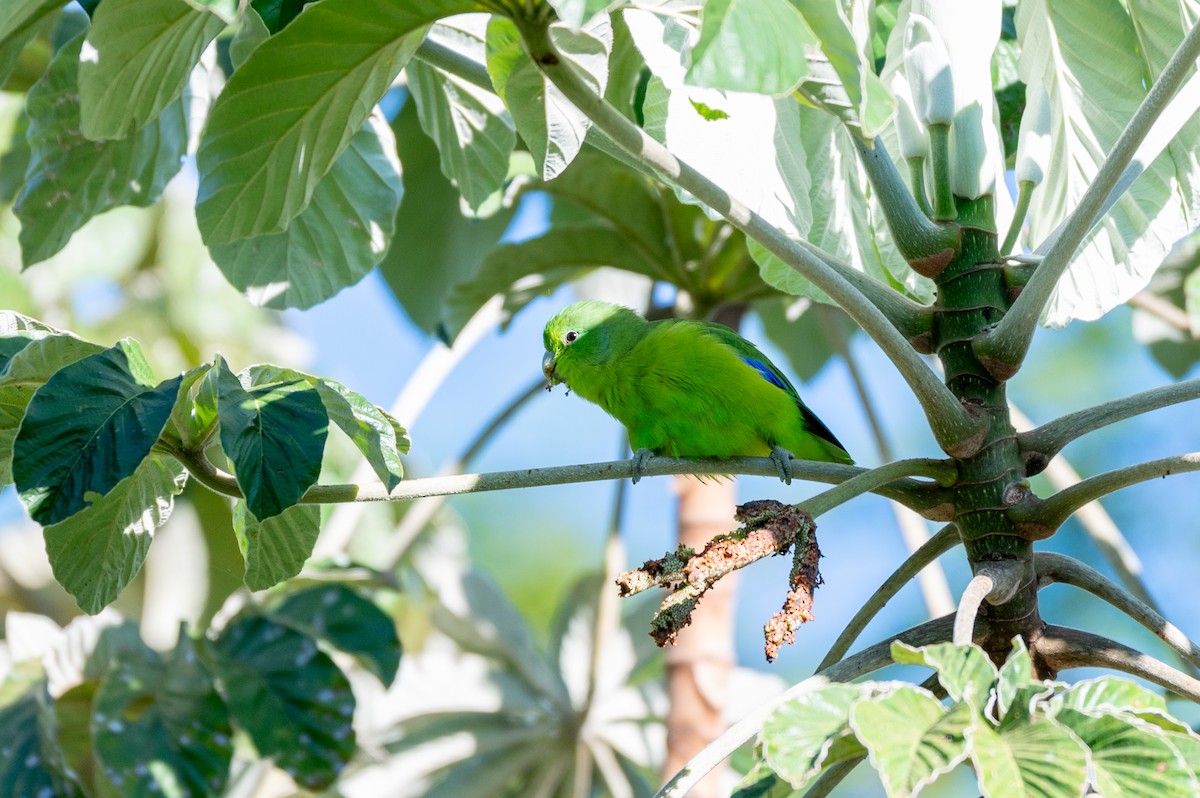 koboltpapitt - ML645668273