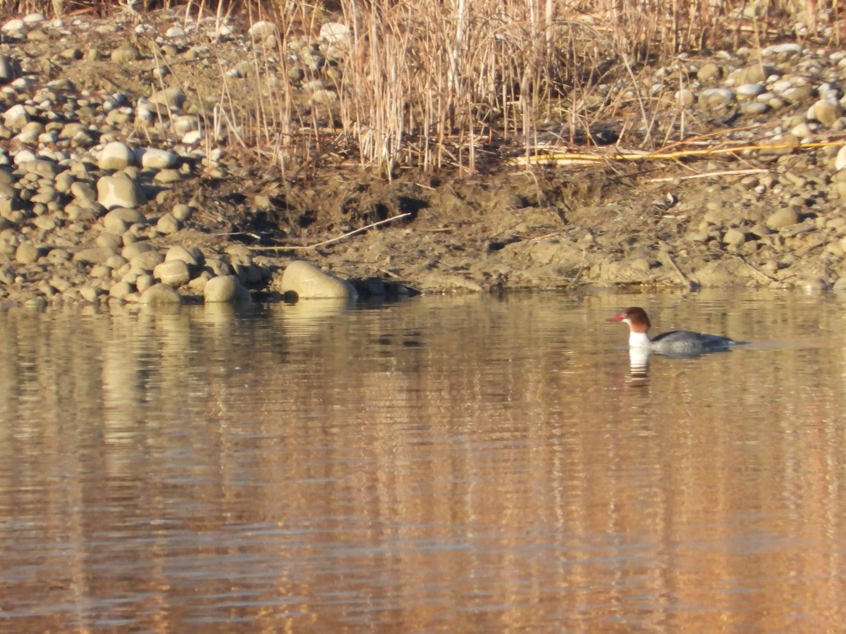 laksand - ML645668274