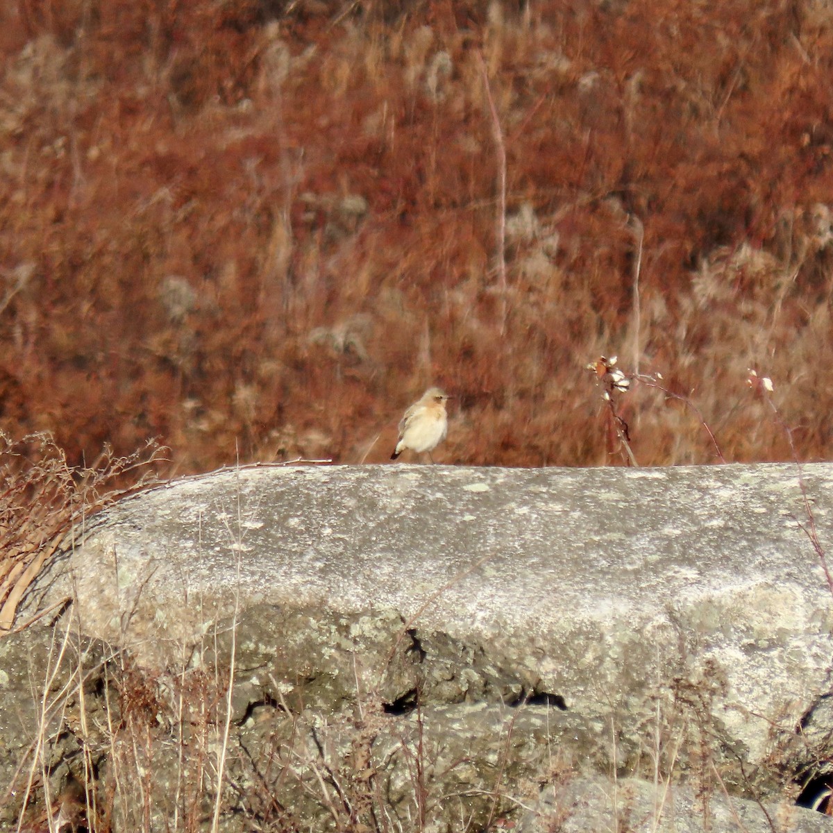 bělořit šedý - ML645668276