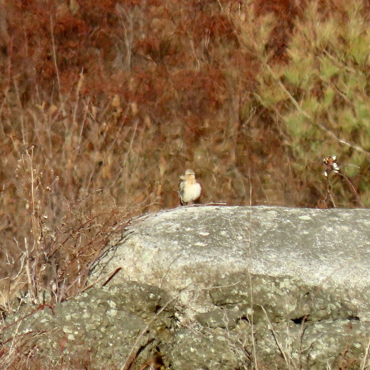 bělořit šedý - ML645668277