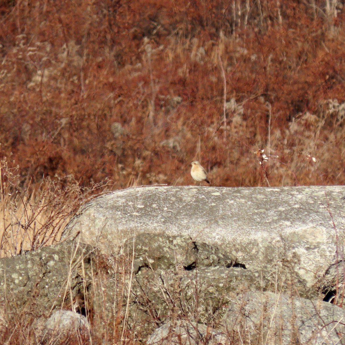 bělořit šedý - ML645668278