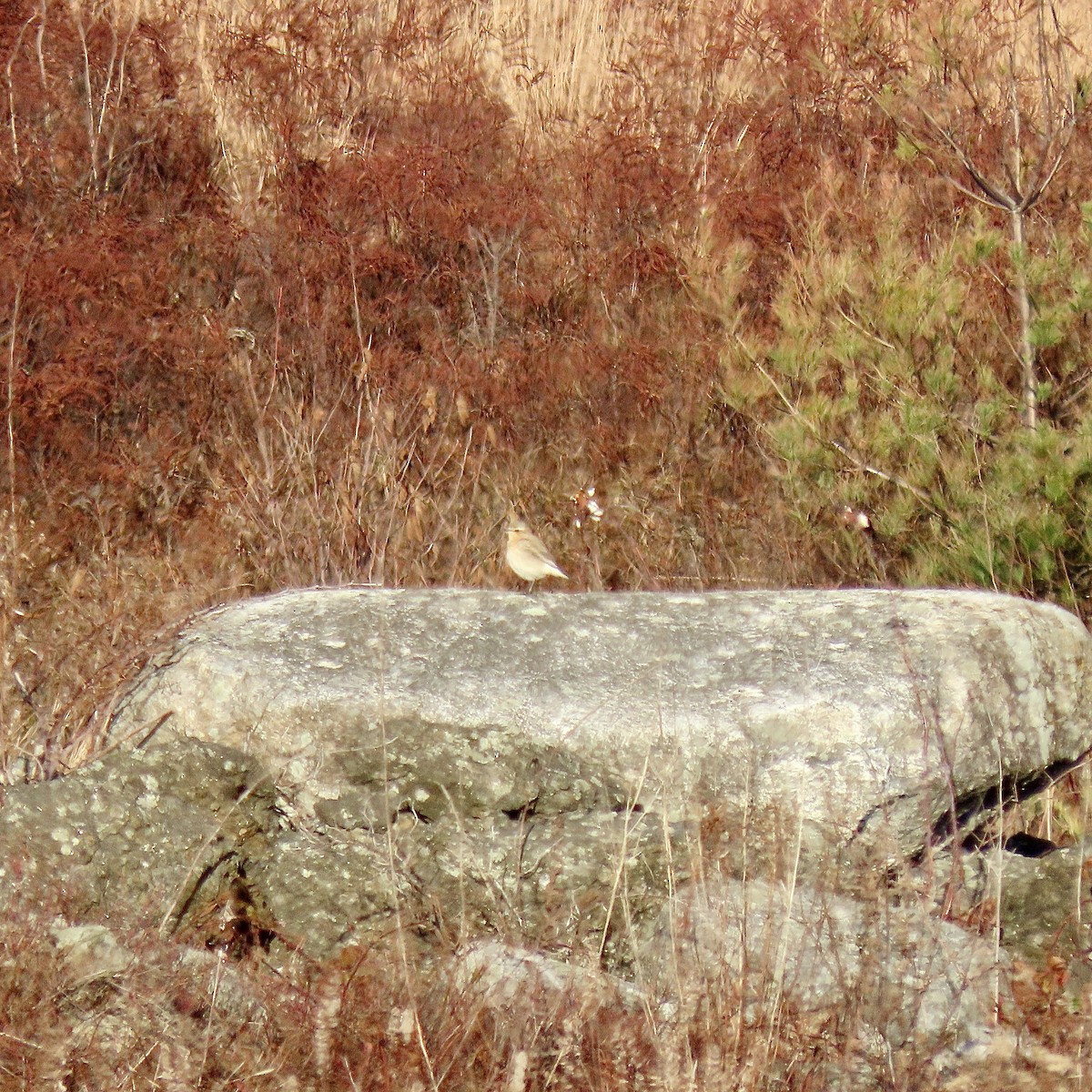 bělořit šedý - ML645668279