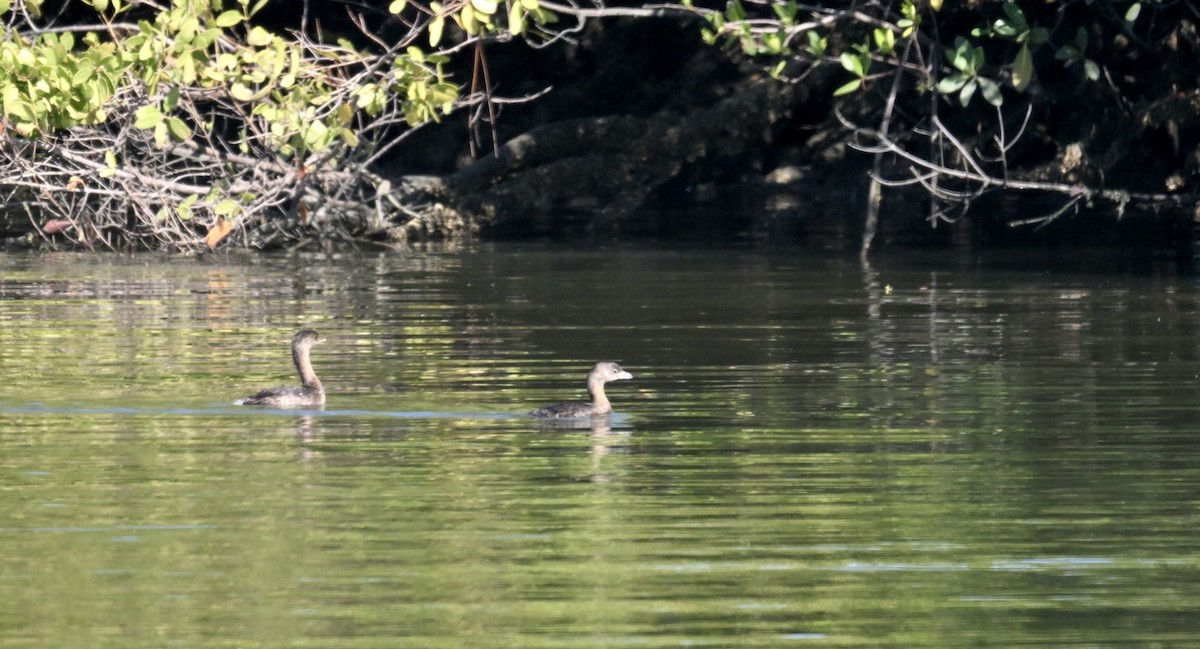 ringnebbdykker - ML645668283