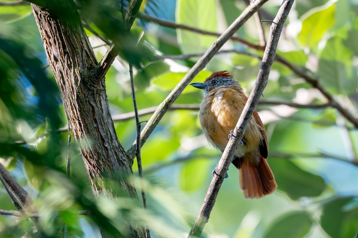 båndmaurvarsler (doliatus gr.) - ML645668284
