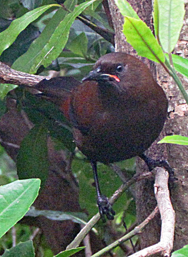 sørsadelrygg - ML645668285