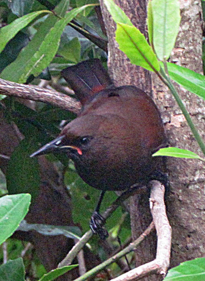 sørsadelrygg - ML645668286