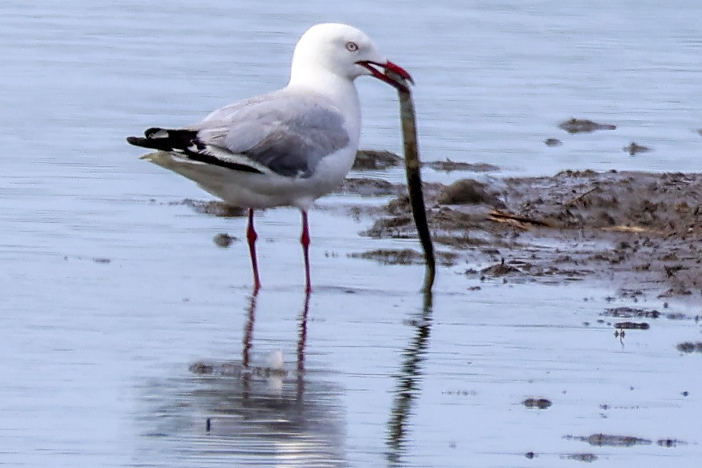 australmåke - ML645668287