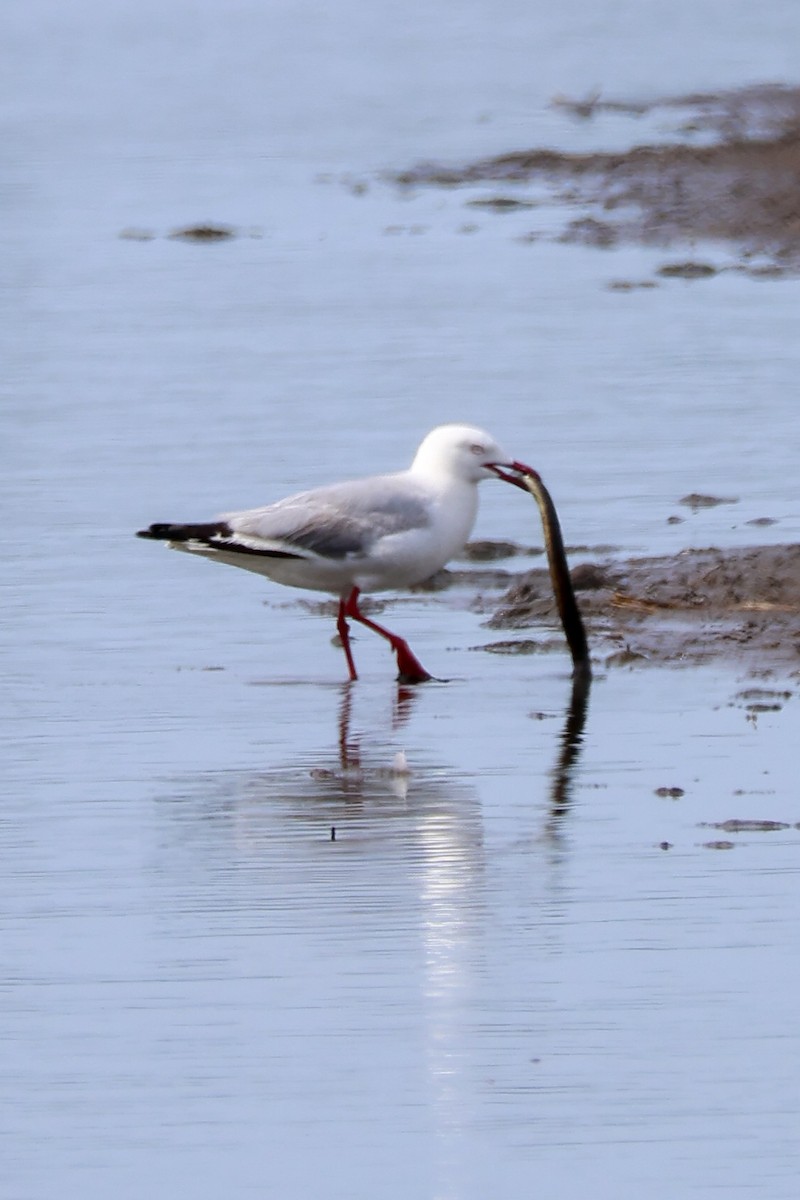 australmåke - ML645668288