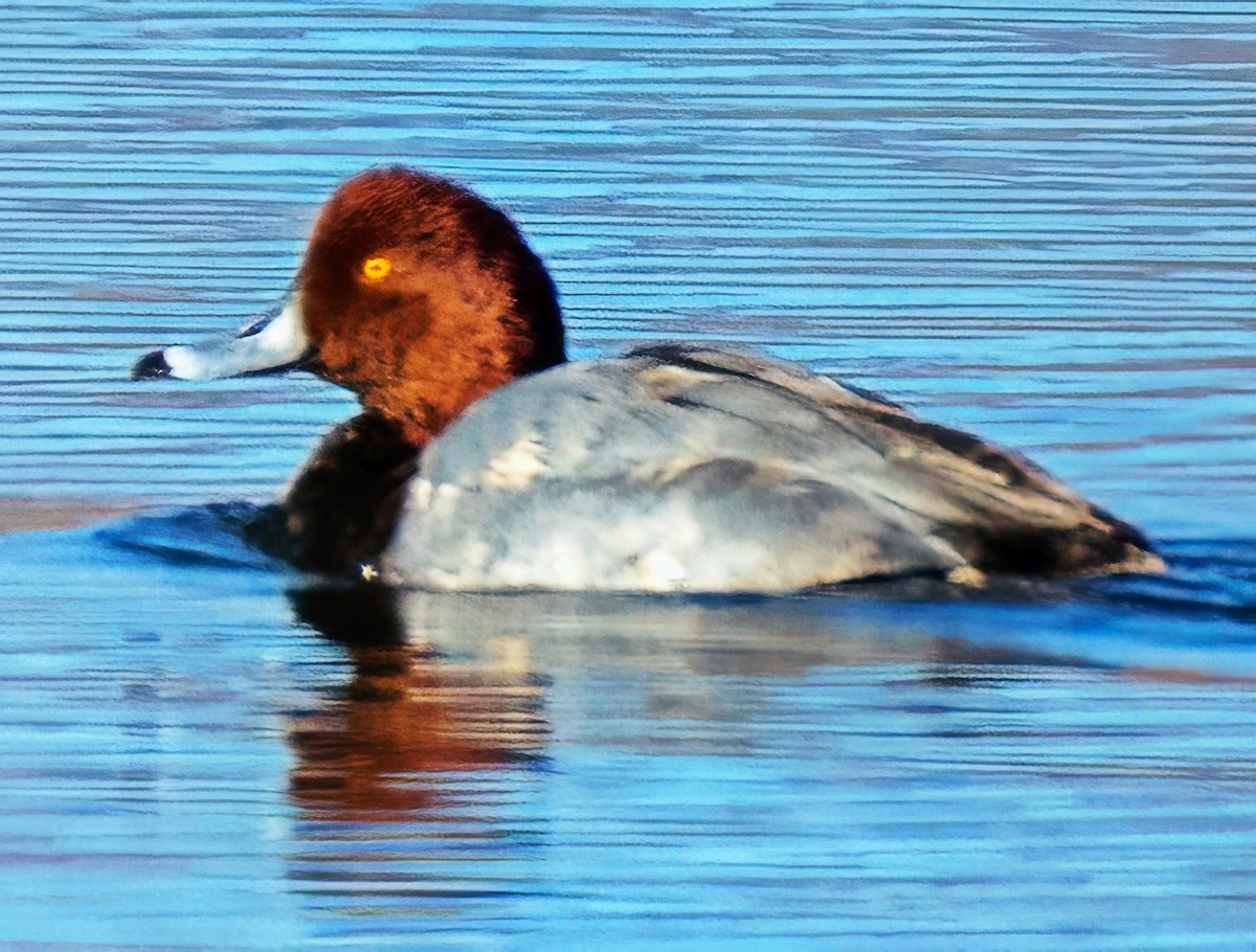 kobberhodeand - ML645668289