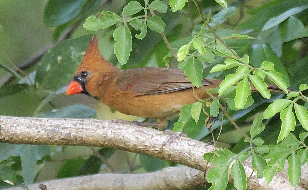 rødkardinal - ML645668290