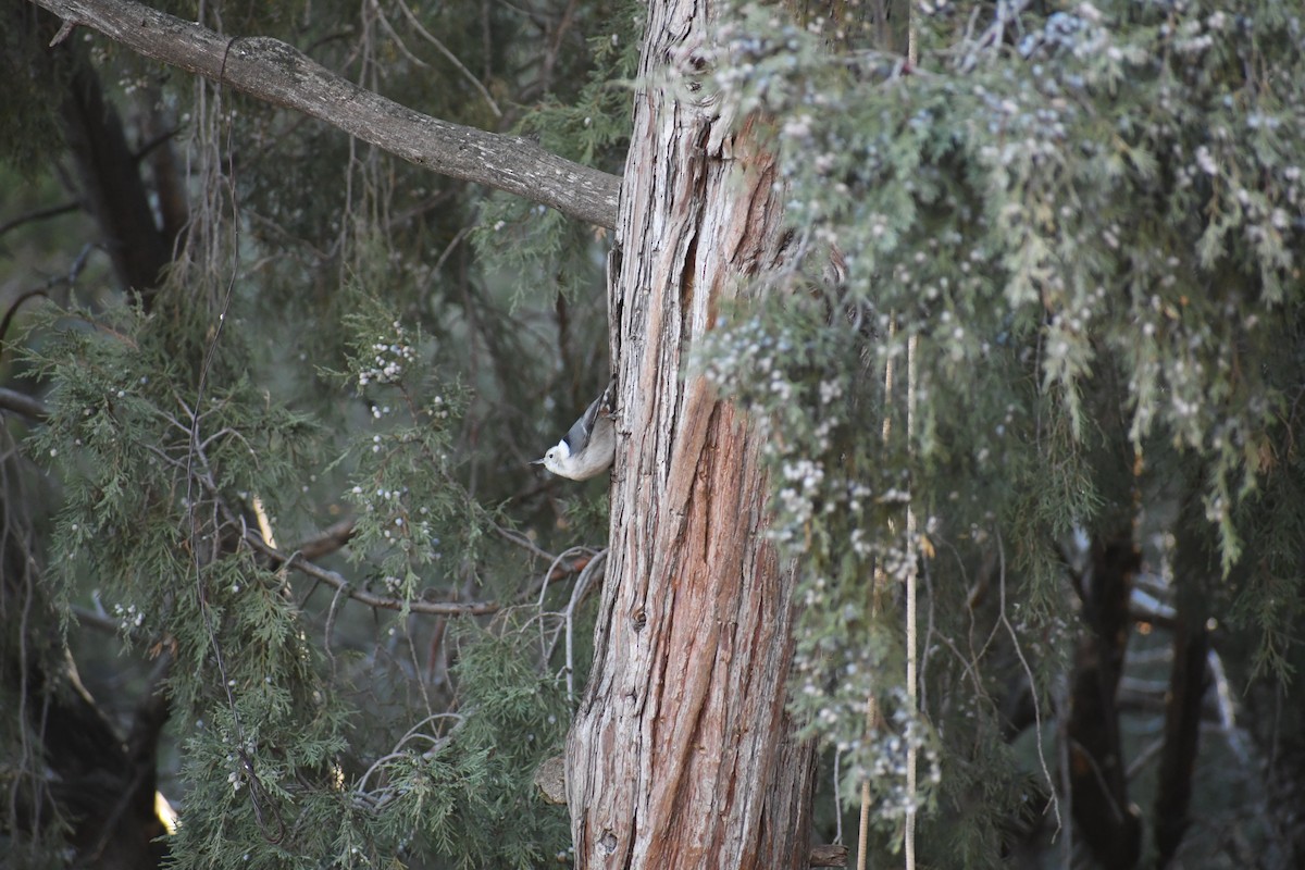 hvitbrystspettmeis - ML645668291