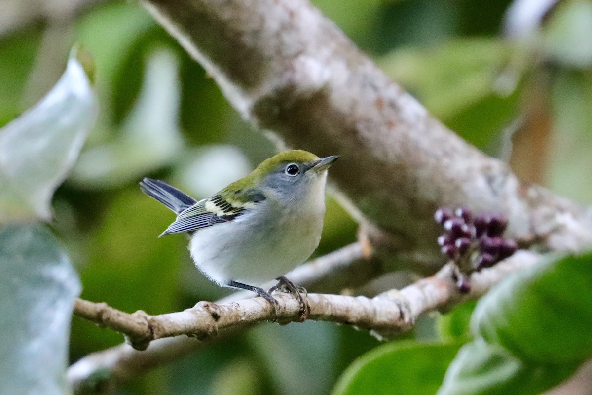 brunsideparula - ML645668292