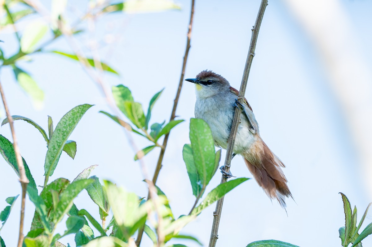 gulhakepiggstjert - ML645668293