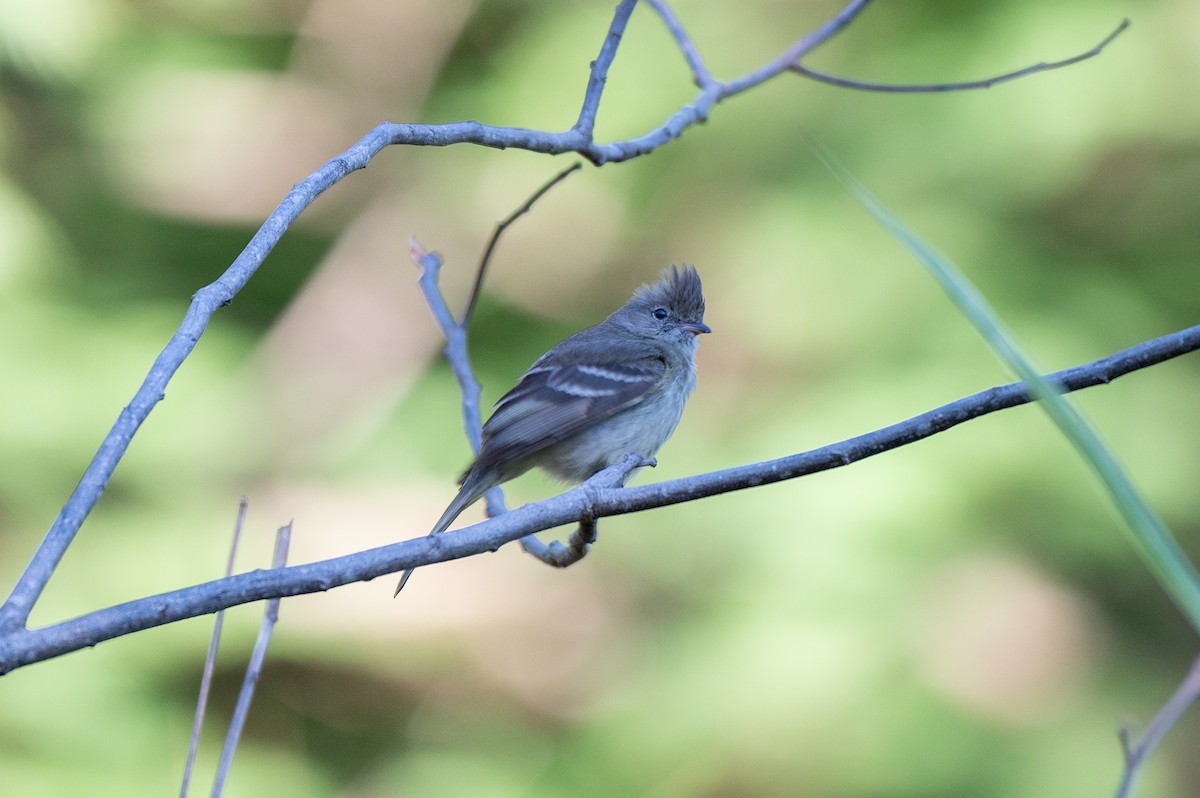 gulbukelenia - ML645668311