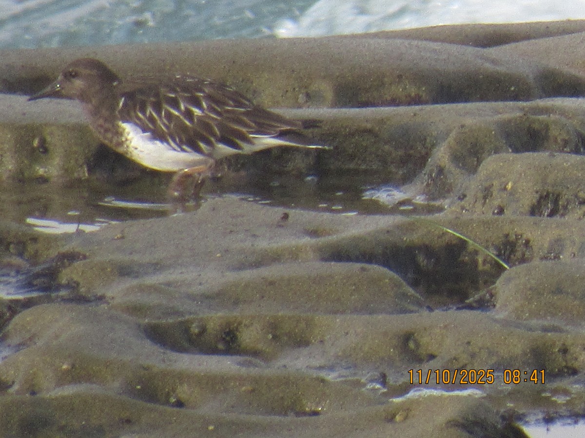 svartsteinvender - ML645668315