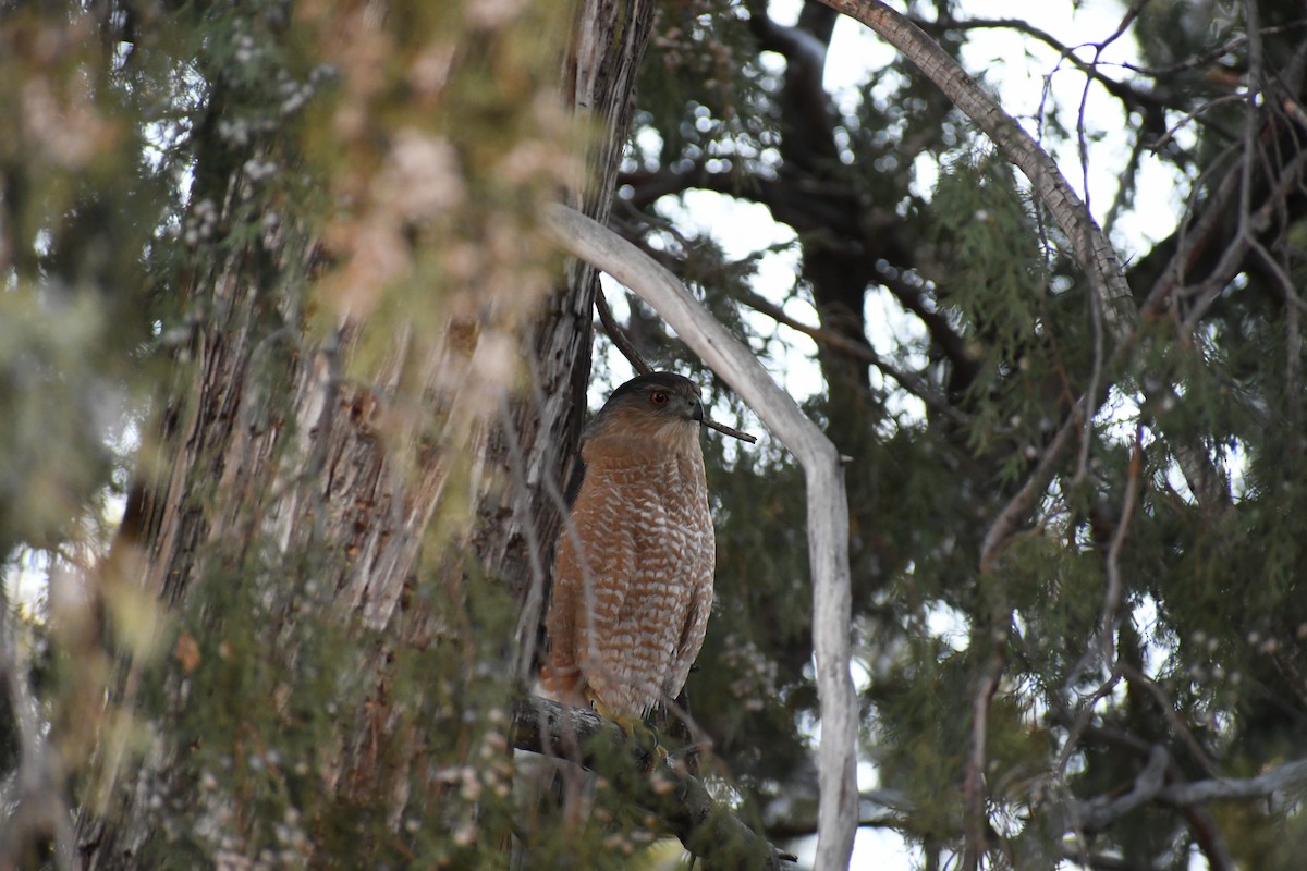 trostehauk - ML645668316