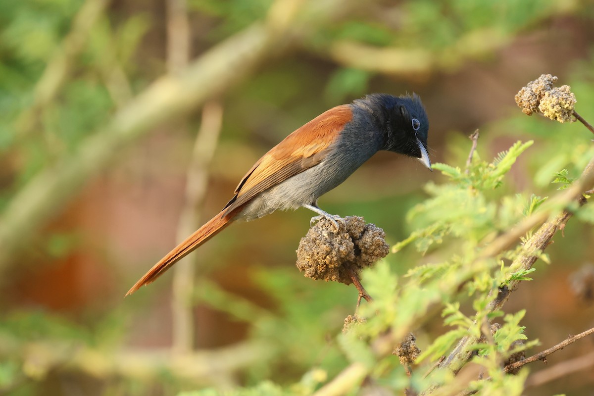 strimmelparadismonark - ML645668319