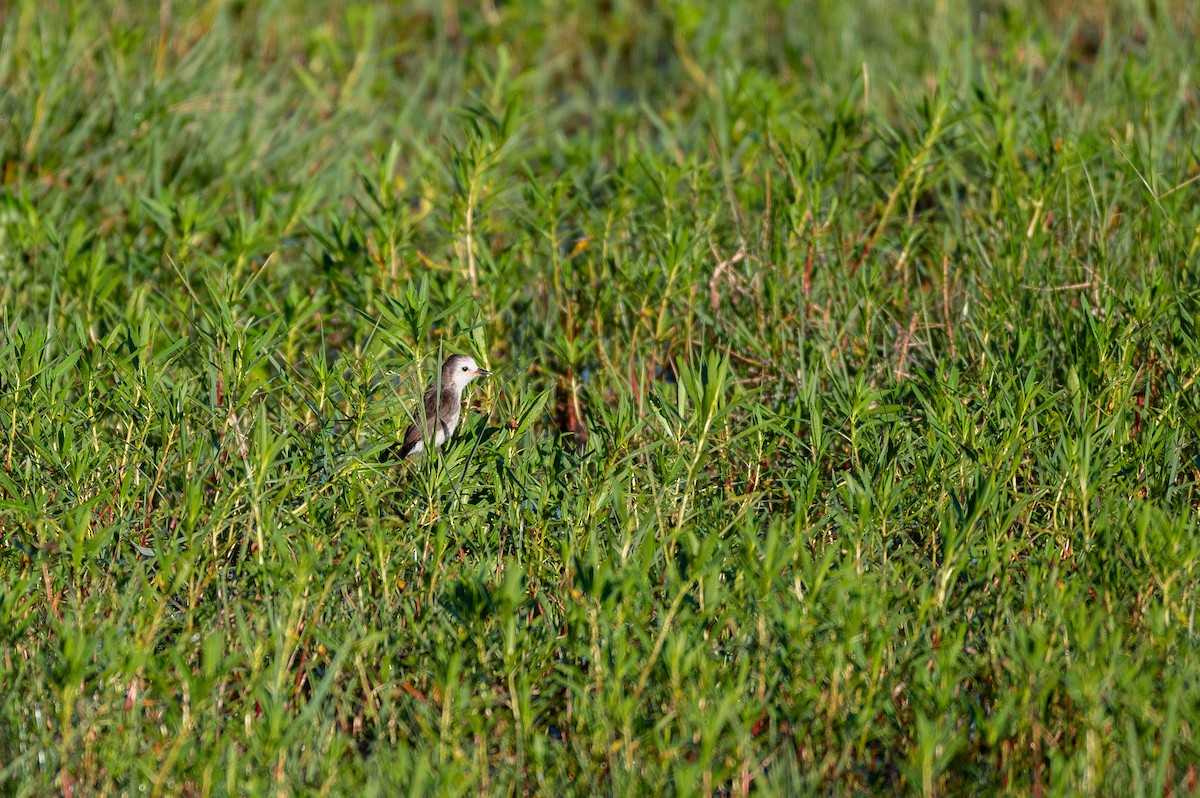 hvithodetyrann - ML645668320