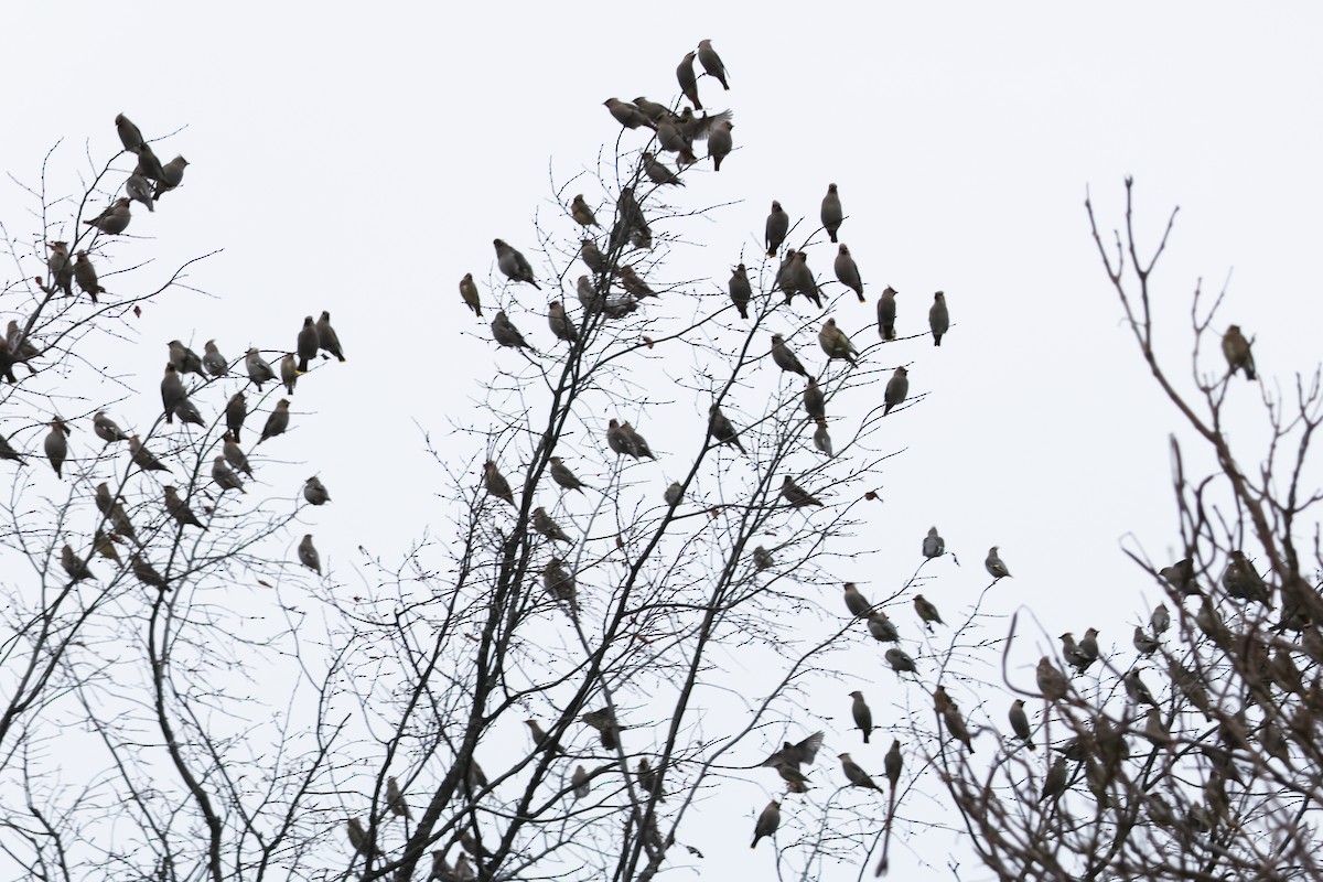 sidensvans - ML645668321