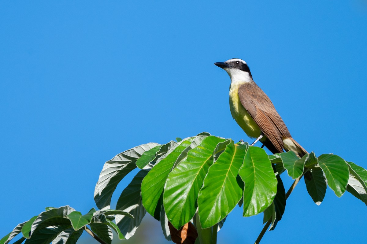 storkiskadi - ML645668324