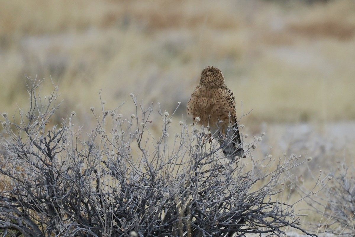 Cernícalo Ojiblanco - ML645668326