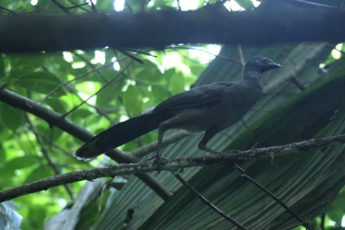 Plain Chachalaca - ML645668328