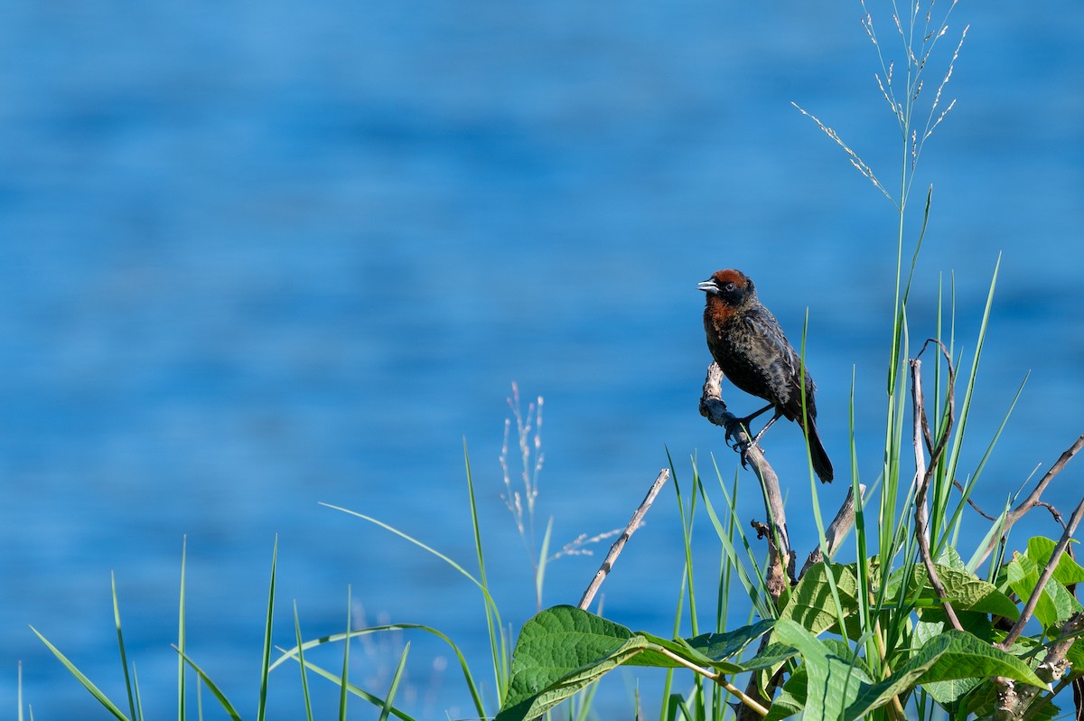 Chestnut-capped Blackbird - ML645668332