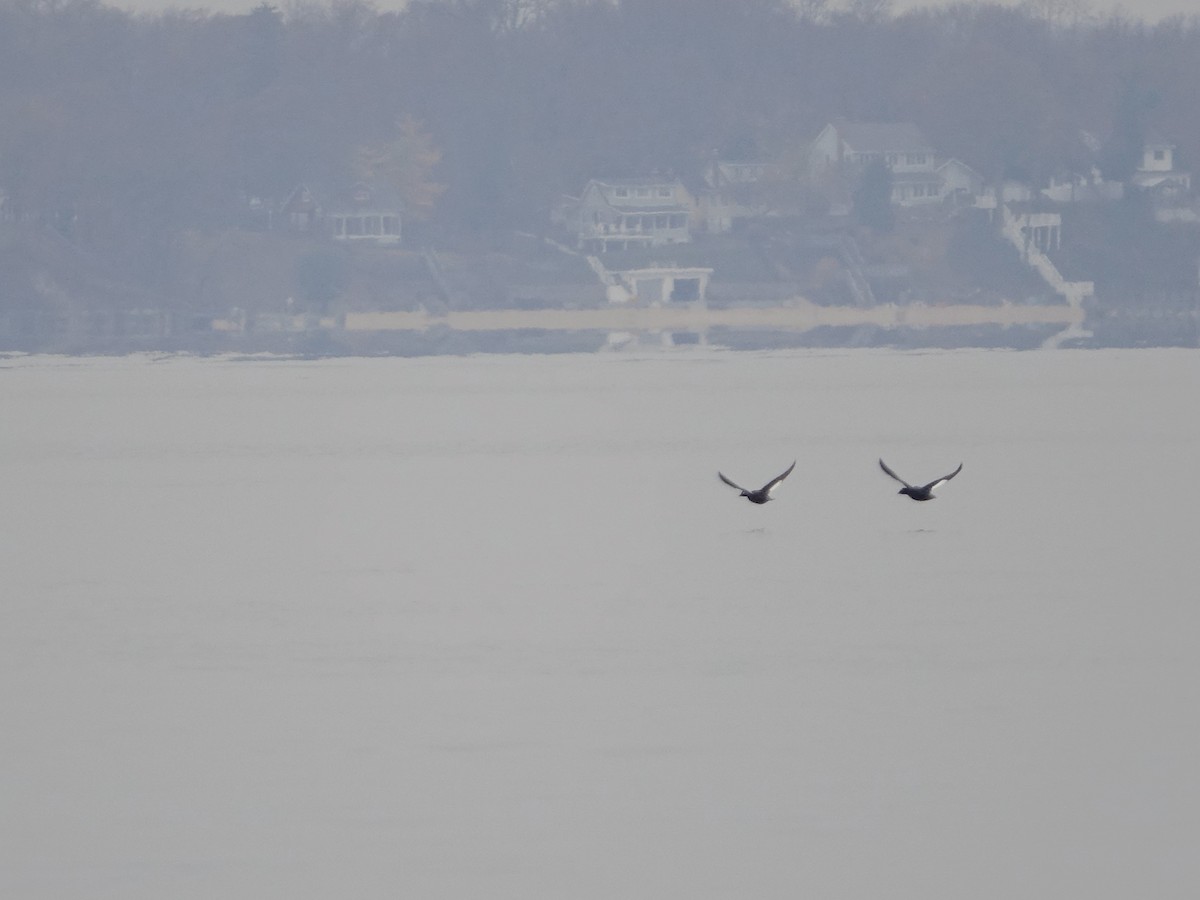 White-winged Scoter - ML645668337