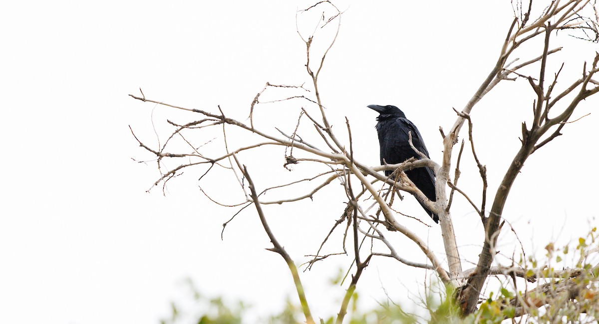 עורב שחור - ML645668340