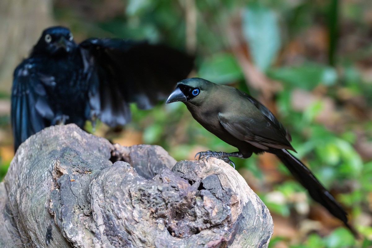 Ракетохвостая сорока - ML645668346