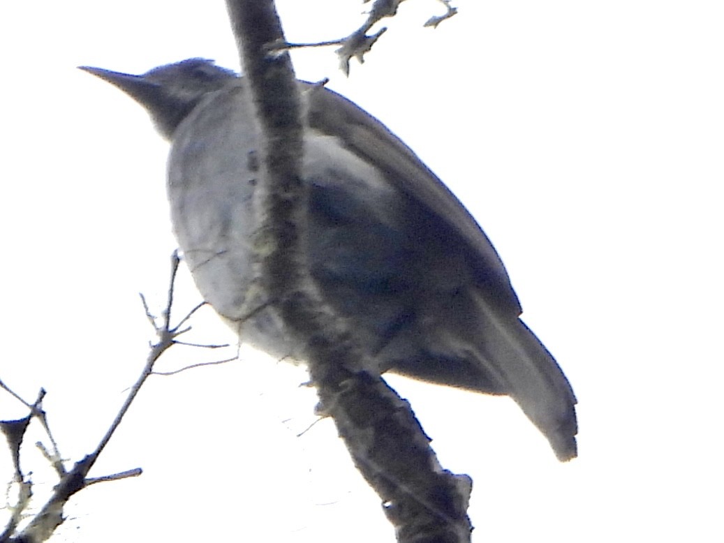 Marbled Honeyeater - ML645668347