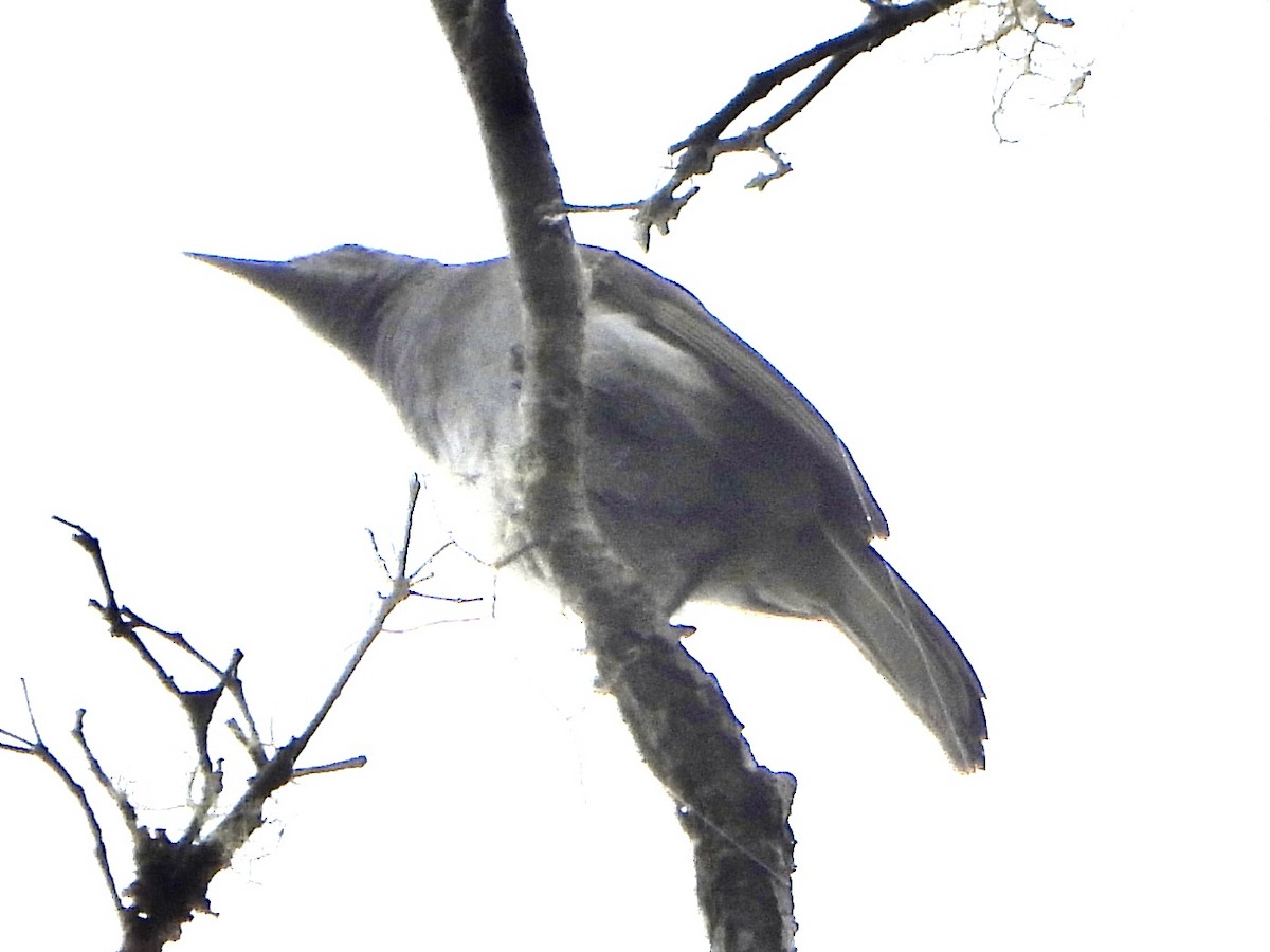 Marbled Honeyeater - ML645668349