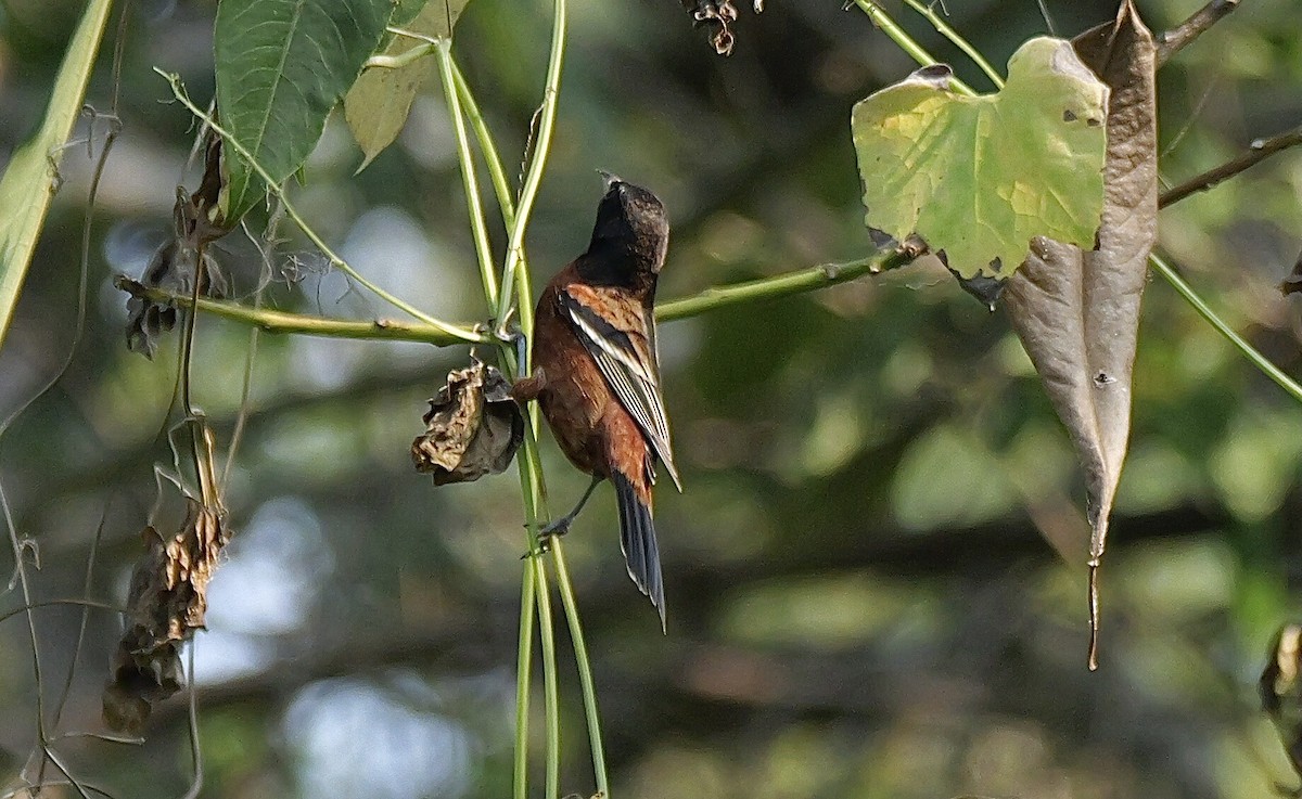 Orchard Oriole - ML645668351