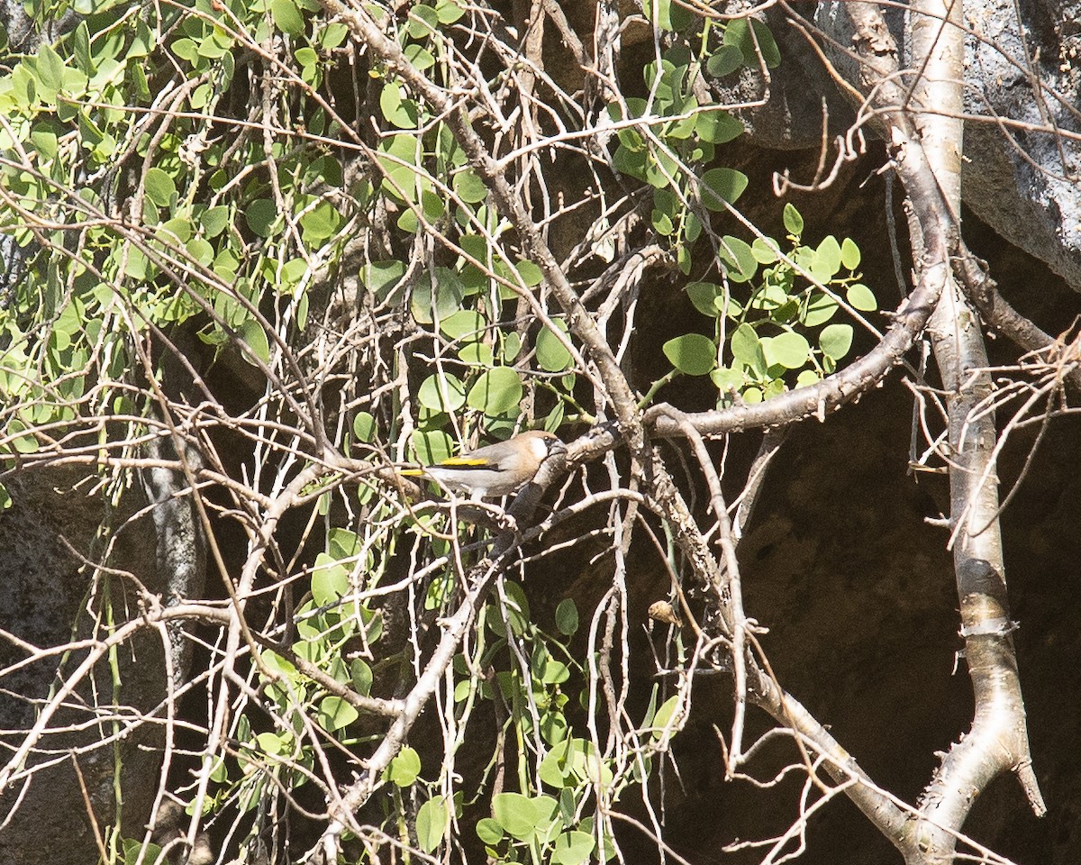 Arabian Grosbeak - ML645668361