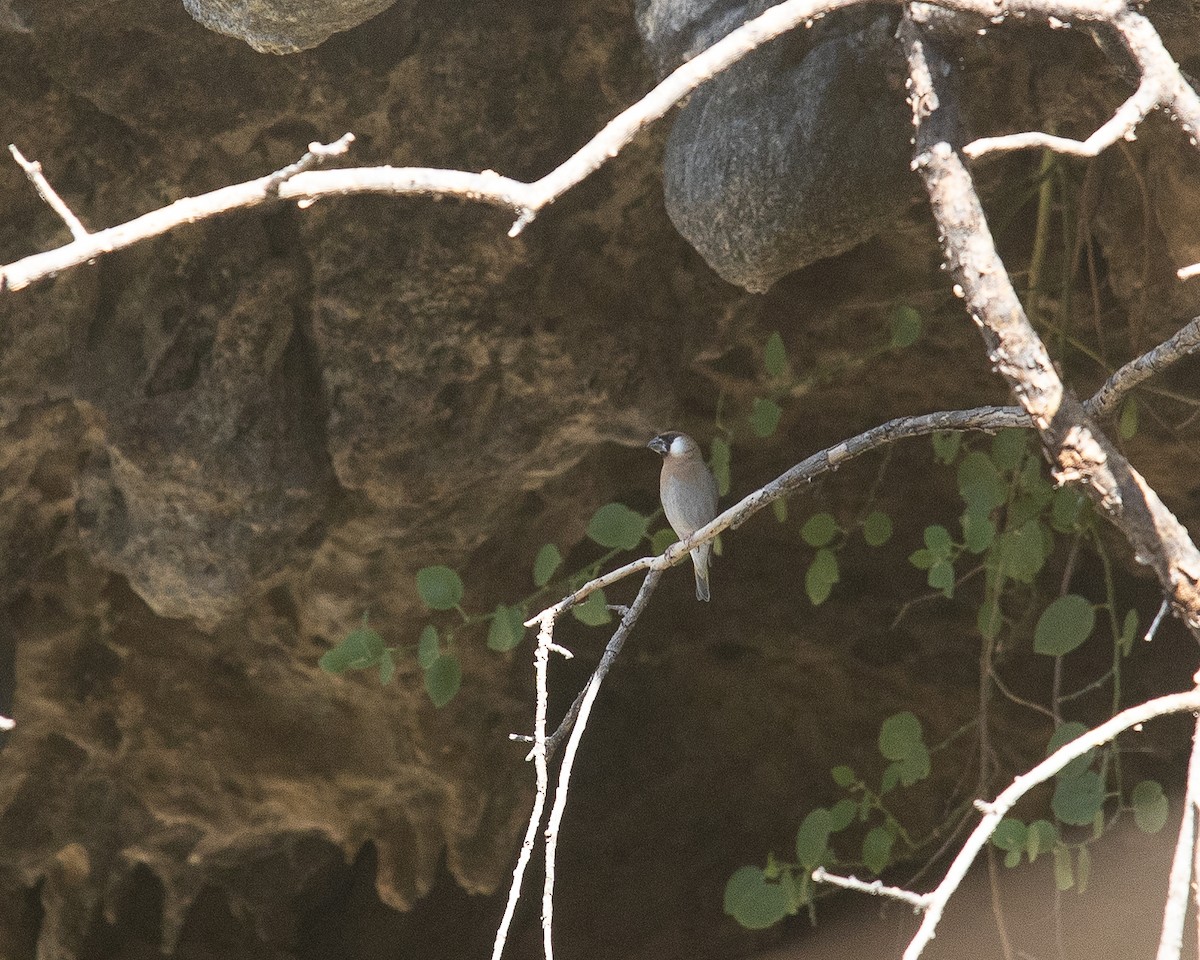 Arabian Grosbeak - ML645668362