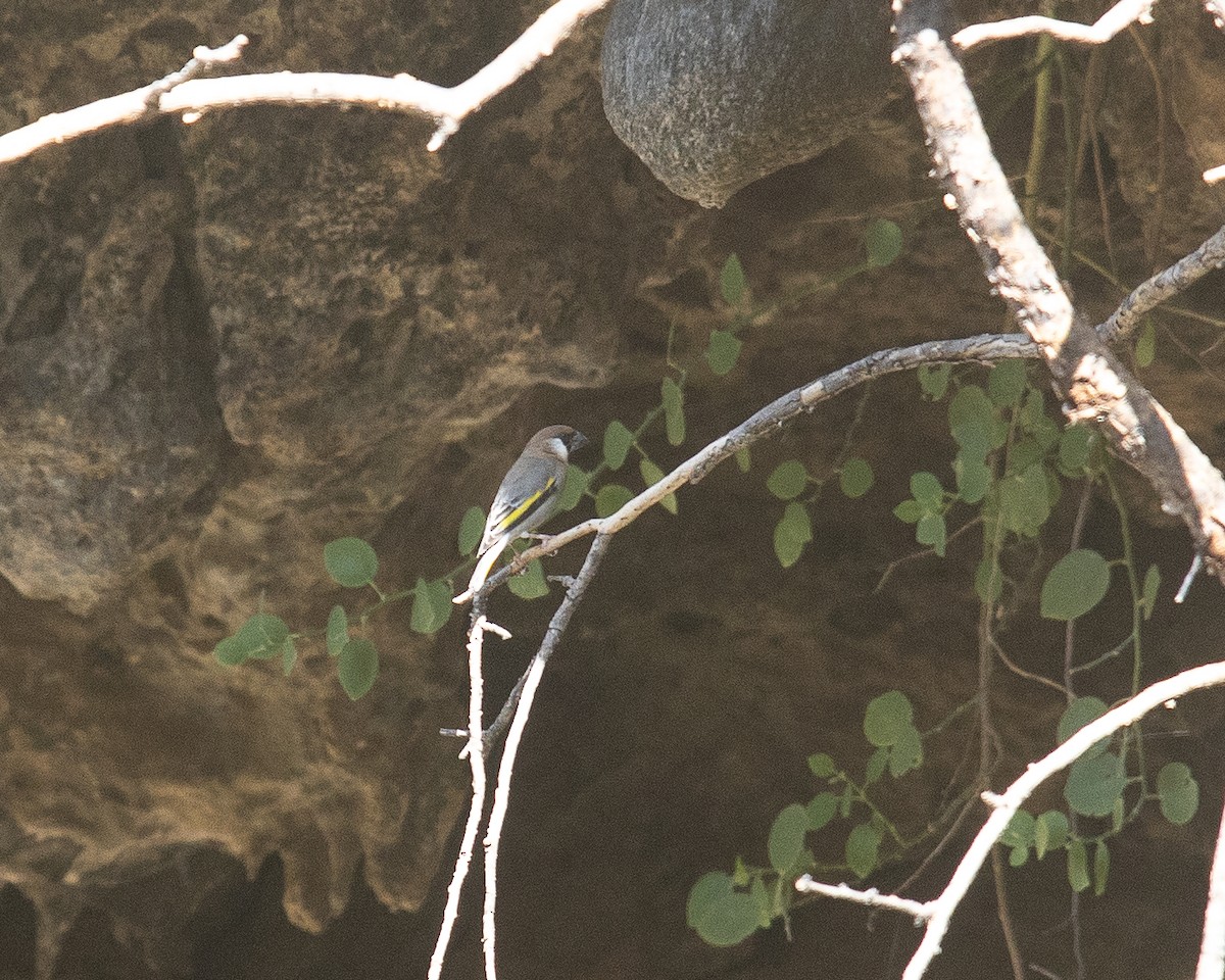 Arabian Grosbeak - ML645668363
