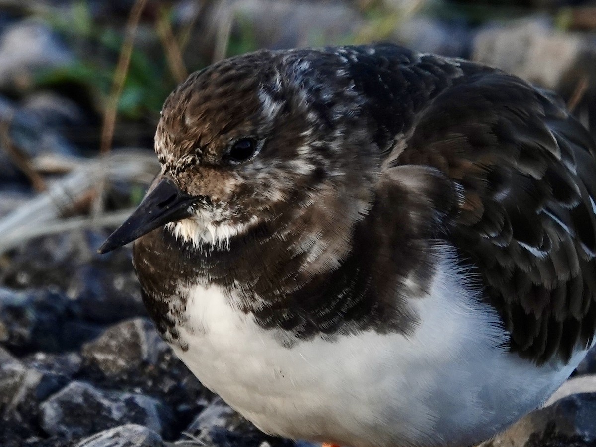 Ruddy Turnstone - ML645668366